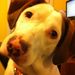 Profile Picture of Stephanie Geary (@stgeary) on Pinterest