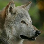 Profile Picture of Nicholas Currier (@nicholascurrier) on Instagram