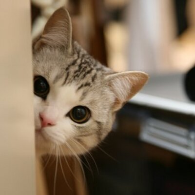 Profile Picture of JIN Lin (@MONKI_JINLIN) on Twitter