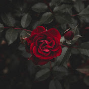 Profile Picture of Rose Fields (@rosefields8735) on Youtube