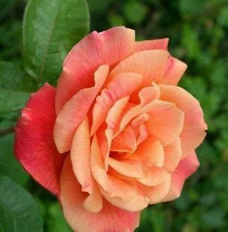 Profile Picture of Lola Llamas (@lola.llamas.351) on Facebook