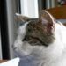 Profile Picture of Christele Bonnissent (@chatoune1) on Pinterest
