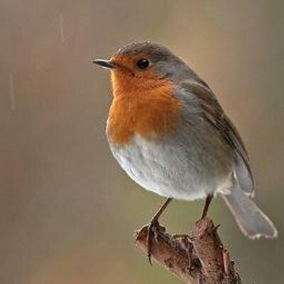 Profile Picture of Robin Browne (@TickTockRob) on Twitter