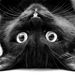 Profile Picture of REBECCA PYLES (@pyles0255) on Pinterest