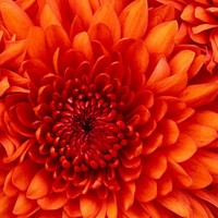 Profile Picture of Aaliyah Solomon (@aaliyah-solomon-1) on Quora