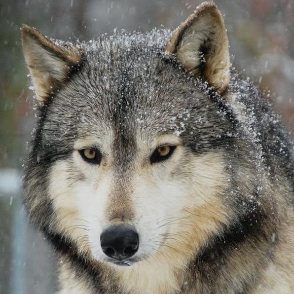 Profile Picture of Ninja Noey (@ninjanoey210sa) on Poshmark