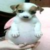 Profile Picture of fredhaas (@@fredraiss) on Tiktok