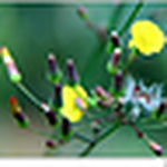 Profile Picture of K.lin (@k.lin) on Flickr