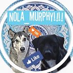Profile Picture of @nola_doge @murphy_muggles (@nola_murphy) on Instagram