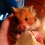 Profile Picture of Brandon Steinberg (@mappyfappy) on Instagram