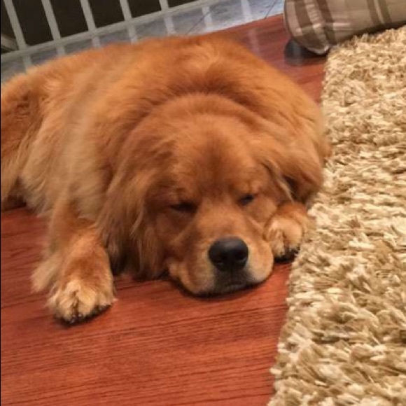 Profile Picture of Maya Holmes (@mayazippy101) on Poshmark