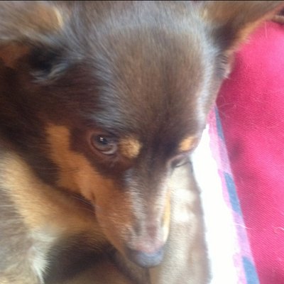Profile Picture of Ron Ramsey (@kixr4kids) on Twitter