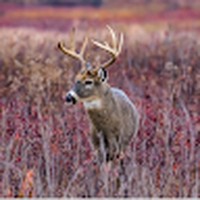 Profile Picture of Thomas Glasgow (@thomas-glasgow-12) on Quora