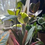 Profile Picture of Zach McKay (@plants_mc) on Instagram
