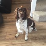 Profile Picture of Douglas The Springer (@thedailydouglas_) on Instagram