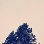 Profile Picture of Alison Brooks-Starks (@alisonclimbstrees) on Instagram