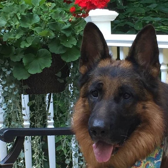 Profile Picture of Andrzej Plochocki (@impalandrzej) on Poshmark