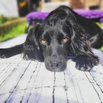 Profile Picture of Lana Working Cocker Spaniel (@exploring_with_lana) on Instagram