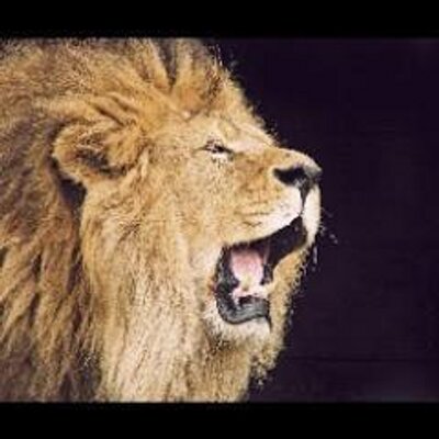 Profile Picture of Aboelela Fadel Amer (@aboelela3) on Twitter