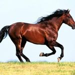 Profile Picture of Bora Konj (@borakonj) on Instagram