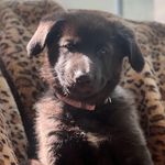 Profile Picture of Simba-Brian-Milo (@gsdhuskyfam4) on Instagram