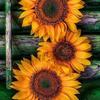 Profile Picture of Nancy Dexter66 (@nancydexter0) on Tiktok