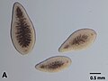 Profile Picture of Nemertodermatidaeon Wikipedia