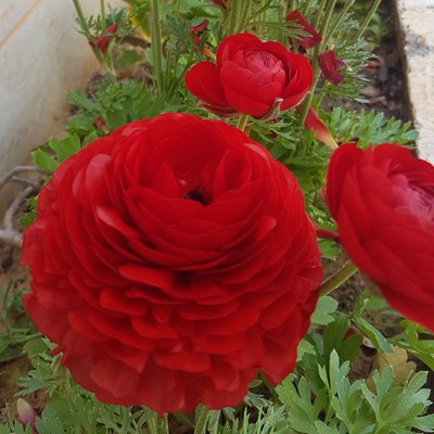 Profile Picture of Rose Assuied (@AssuiedRose) on Twitter