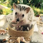 Neville's Longbottom - Instagram Profile Picture of Neville's Longbottom (@nevillehedgehog) on Instagram