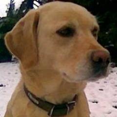 Profile Picture of Gerry Walsh (@madrathedog25) on Twitter