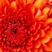 Profile Picture of Connie Learning (@connielearning) on Pinterest