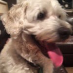 Profile Picture of Neal Hamil (@neal_hamil) on Instagram