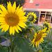 Profile Picture of Anne Dreesen (@adreesen1332) on Pinterest