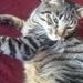 Profile Picture of AMELIA TOTH (@ameliat1776) on Pinterest
