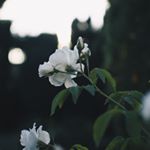 Profile Picture of Brock Lueilwitz MD (@ari_ane.grady) on Instagram