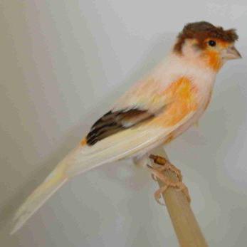 Profile Picture of Alex (@AlexChristianoA) on Twitter