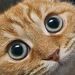 Profile Picture of Janet Phillips (@jphi5363) on Pinterest