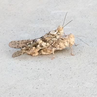 Profile Picture of Not Michael Kester (@NotKester) on Twitter