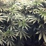 Profile Picture of nicholas huizar (@huizarnicholas) on Instagram