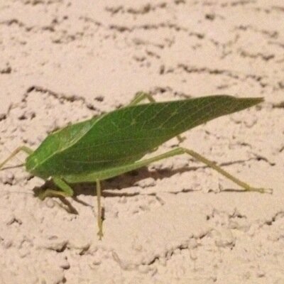 Profile Picture of Ray Weiss (@rayman128) on Twitter