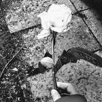 Profile Picture of Leonie Mayer (@__rosen.mayer__) on Instagram