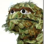 Profile Picture of Matthew Henderson (@hendo_san) on Instagram