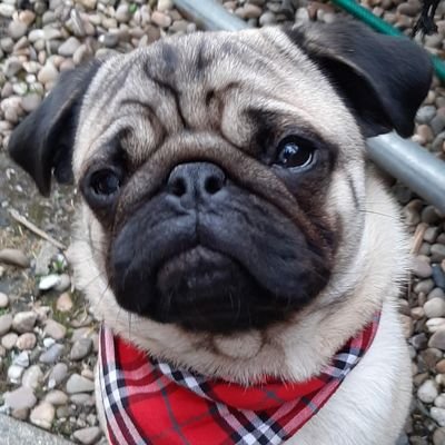 Derek Sheehan - Twitter Profile Picture of Derek Sheehan (@DerekSheehad) on Twitter