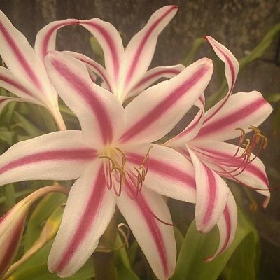 Larry Liao - Twitter Profile Picture of Larry Liao (@schoo110) on Twitter