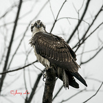 Jerry Taylor - Flickr Profile Picture of Jerry Taylor (@jerry lee taylor) on Flickr