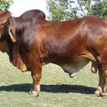 Profile Picture of Mauro Rene Henriquez (@MauroReneHenri1) on Twitter