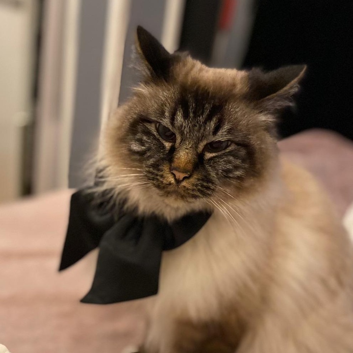 Profile Picture of Sheldon De Birmanie (@sheldondebirmanie) on Tiktok