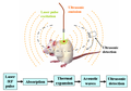 Profile Picture of Deep learning in photoacoustic imagingon Wikipedia