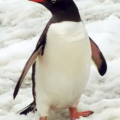 Profile Picture of Tony Stroud (@7penguin) on Twitter