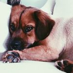 Profile Picture of Almond Waechter (@almondjoywaechter) on Instagram